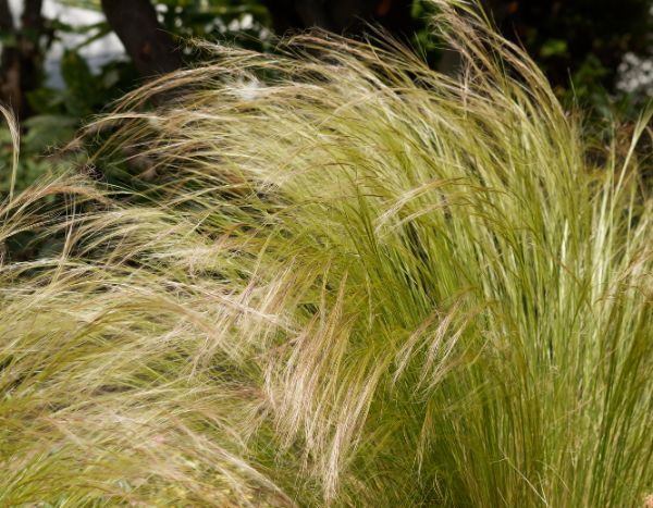Comment diviser un stipa pour réussir sa multiplication ?