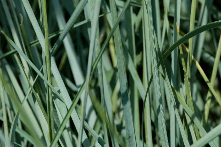 graminées dans un petit jardin