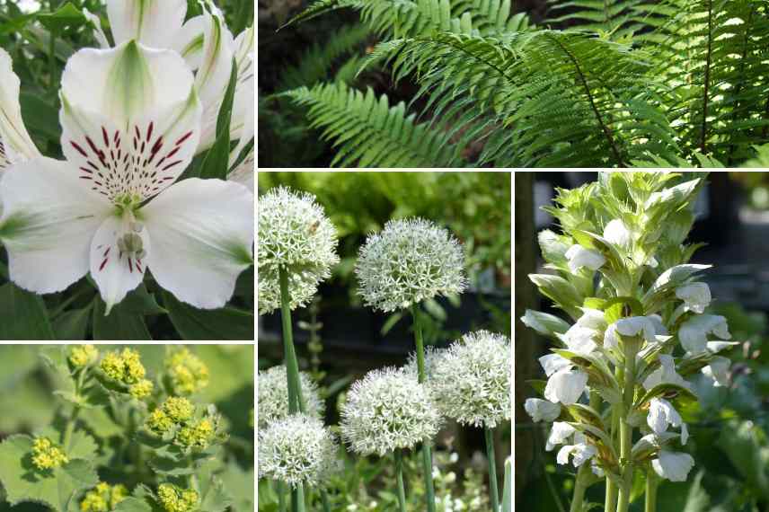 fleurs vertes et jardin blanc