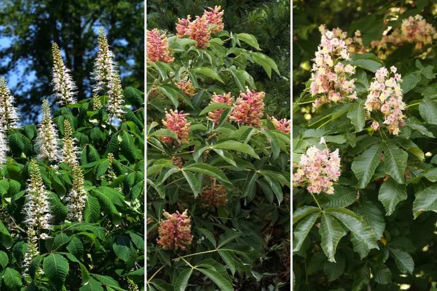 fleurs de marronniers