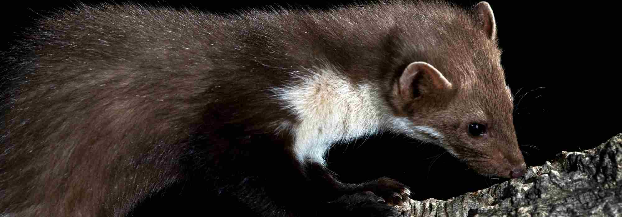 Comment protéger son poulailler de la fouine ?