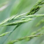 Quelles graminées choisir pour un sol acide ?