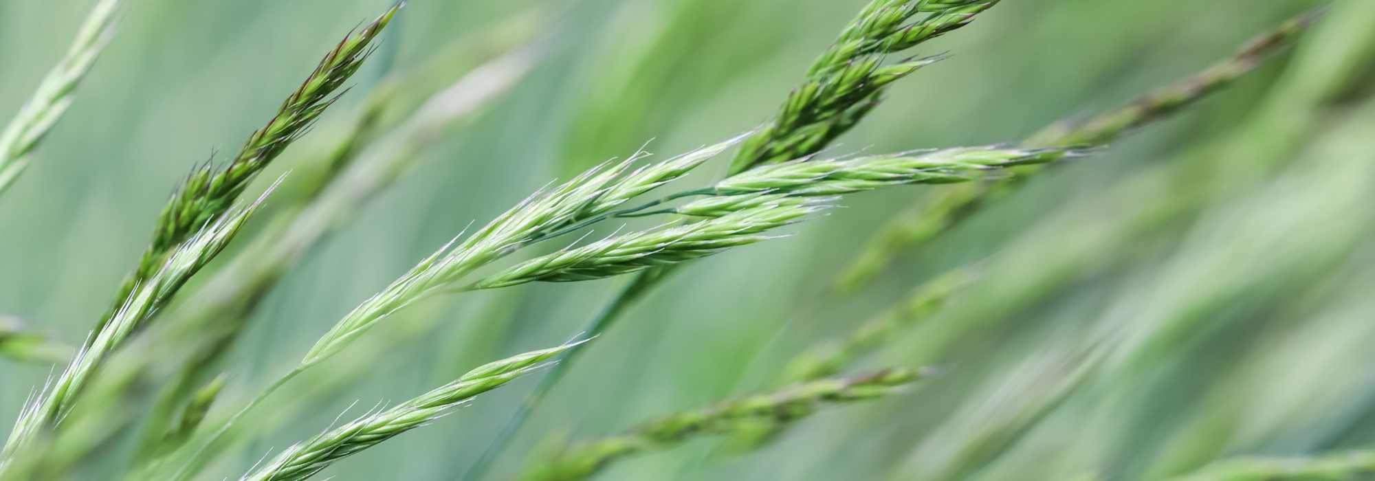 Quelles graminées choisir pour un sol acide ?