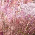 Quelles graminées dans un sol calcaire ?