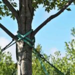 Comment haubaner un arbre ?