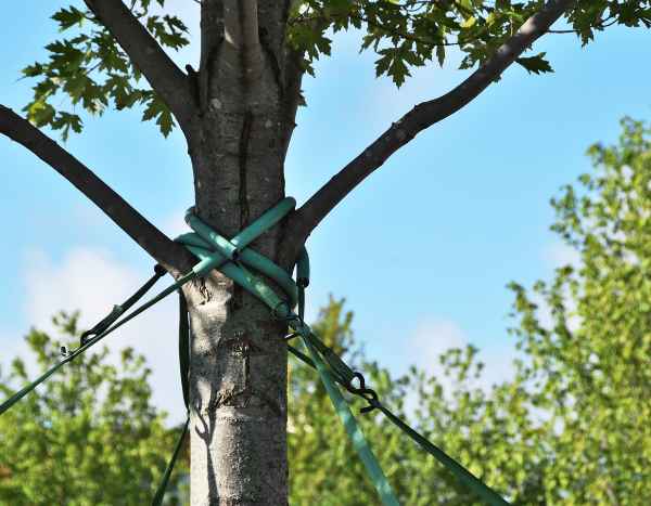 Comment haubaner un arbre ?