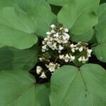 Planter et cultiver un catalpa en pot