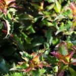 Houx nains : des variétés pour structurer jardin et terrasse