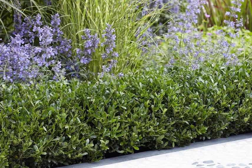 un houx nain pour haie basse