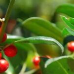 Houx sans épines : nos variétés pour un jardin élégant et accessible