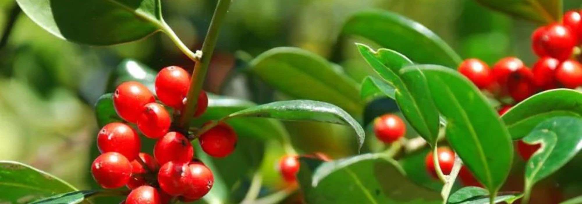 Houx sans épines : nos variétés pour un jardin élégant et accessible