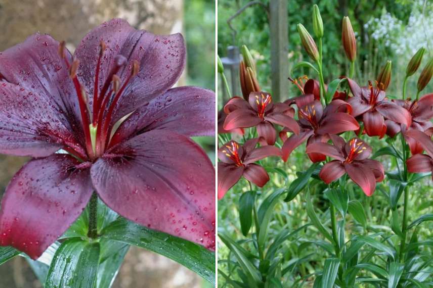 bulbes lys asiatiques