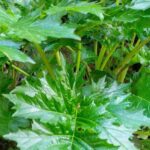 Maladies et parasites de l’acanthe