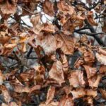 La marcescence, qu'est-ce que c'est ?