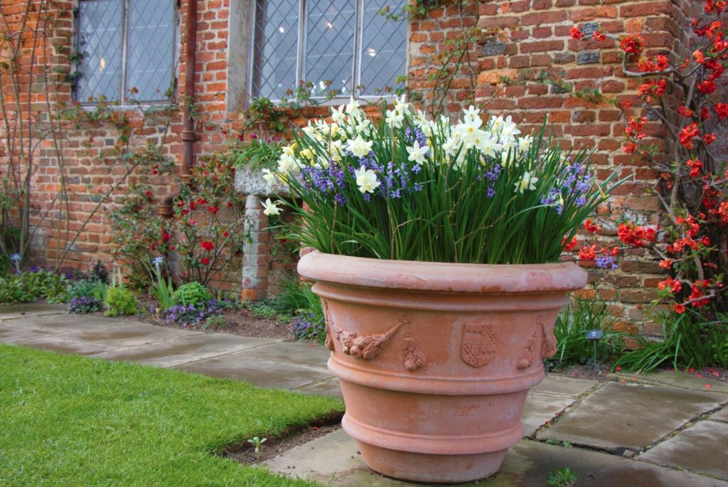 quels bulbes pour pot