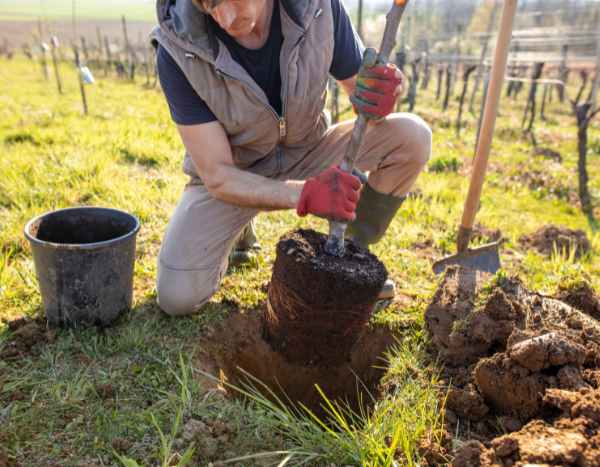Comment planter un arbre ?