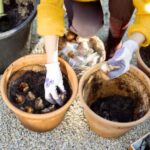 Comment planter les bulbes de printemps en pot ou en jardinière ?