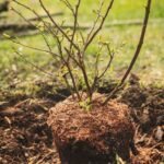 Comment planter un arbuste ?