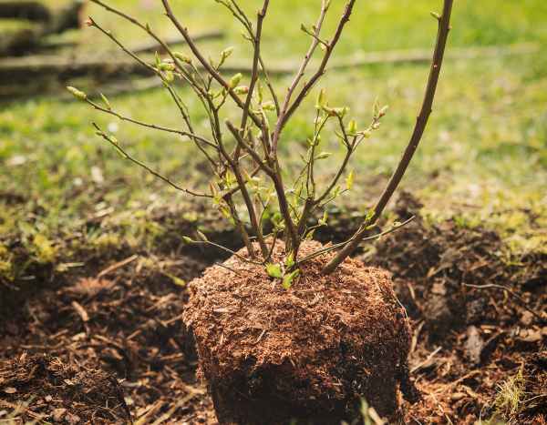 Comment planter un arbuste ?