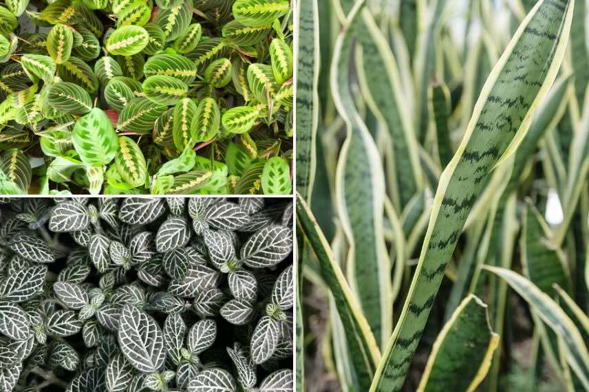 feuillage de plante d'intérieur