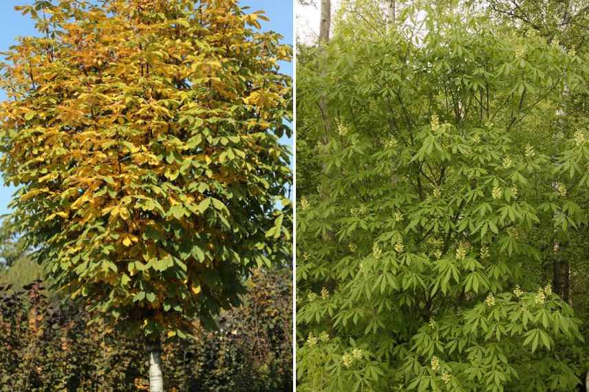 differents ports de marronniers