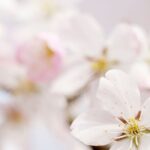Quels cerisiers d'ornement à fleurs blanches choisir pour votre jardin ?