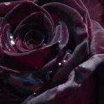 Rares et envoûtants : adoptez les arbustes et rosiers noirs