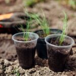 Comment semer le stipa ?