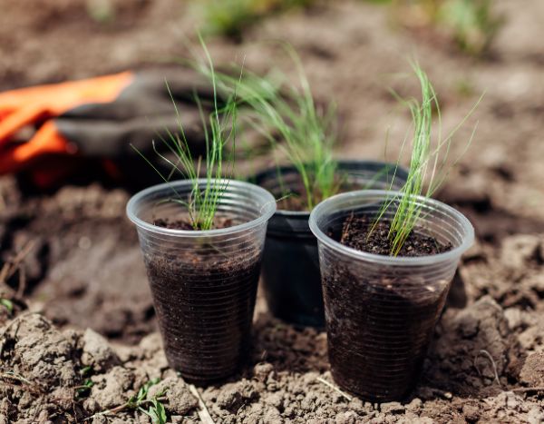 Comment semer le stipa ?