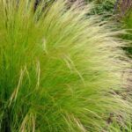 Stipa : quelle variété choisir pour votre jardin ?