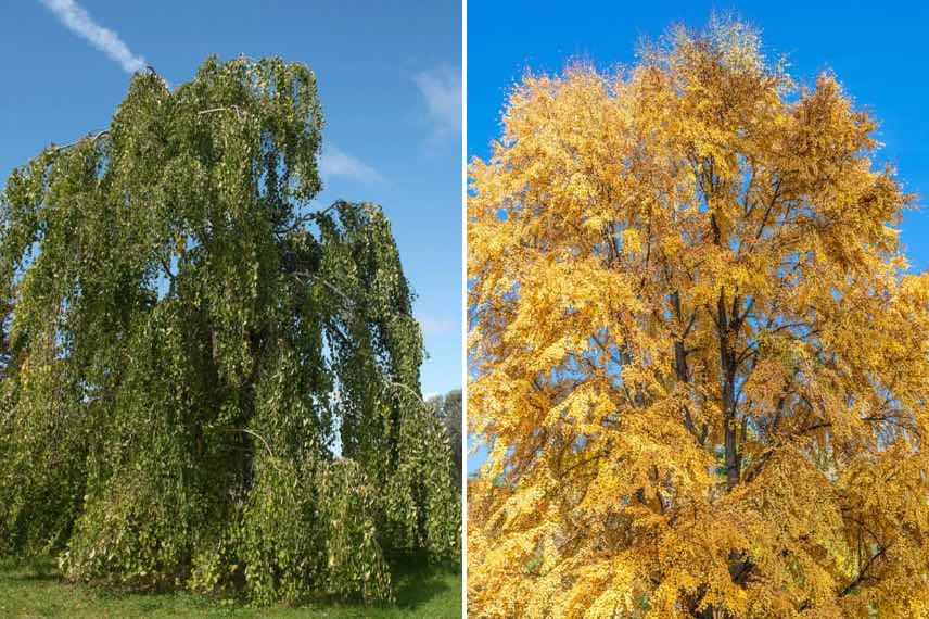 grands specimens d'arbre au caramel