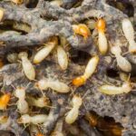 Termites : le fléau caché de votre jardin et de votre maison ?