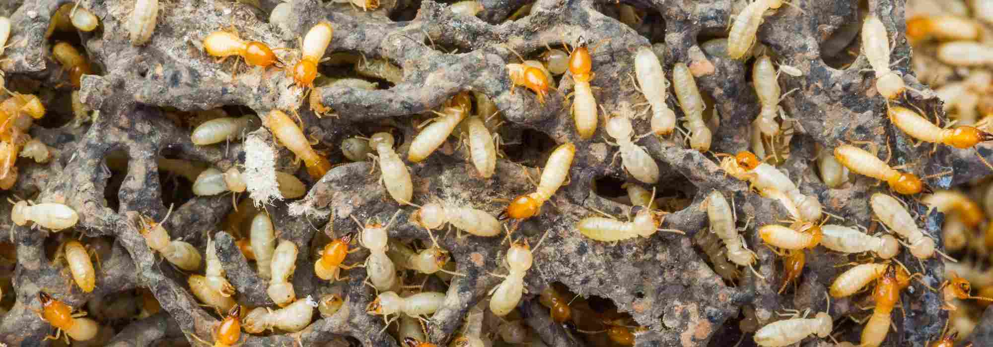 Termites : le fléau caché de votre jardin et de votre maison ?