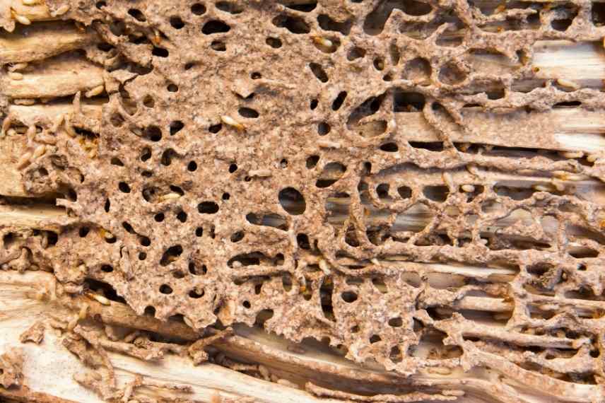 Termites bois 