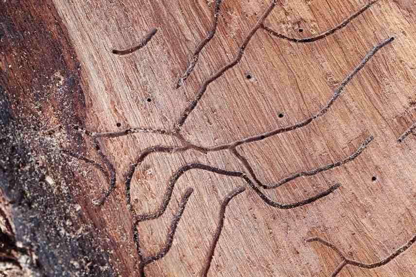 Termites traces