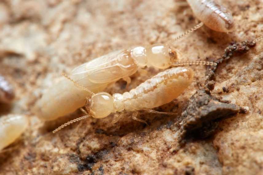 termites en france