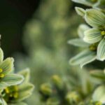 Découvrez les vivaces à fleurs vertes, pépites du monde végétal