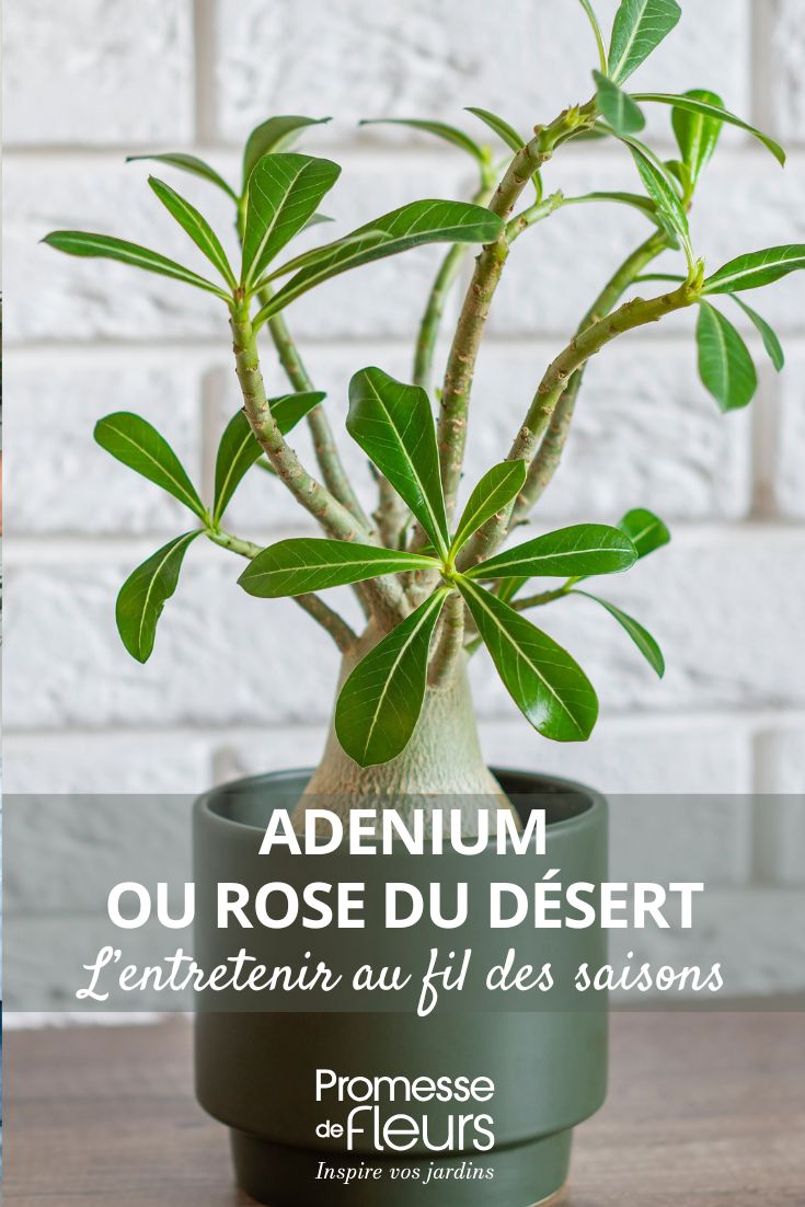 entretenir sa rose du désert