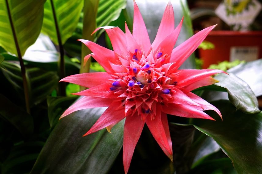 floraison aechmea