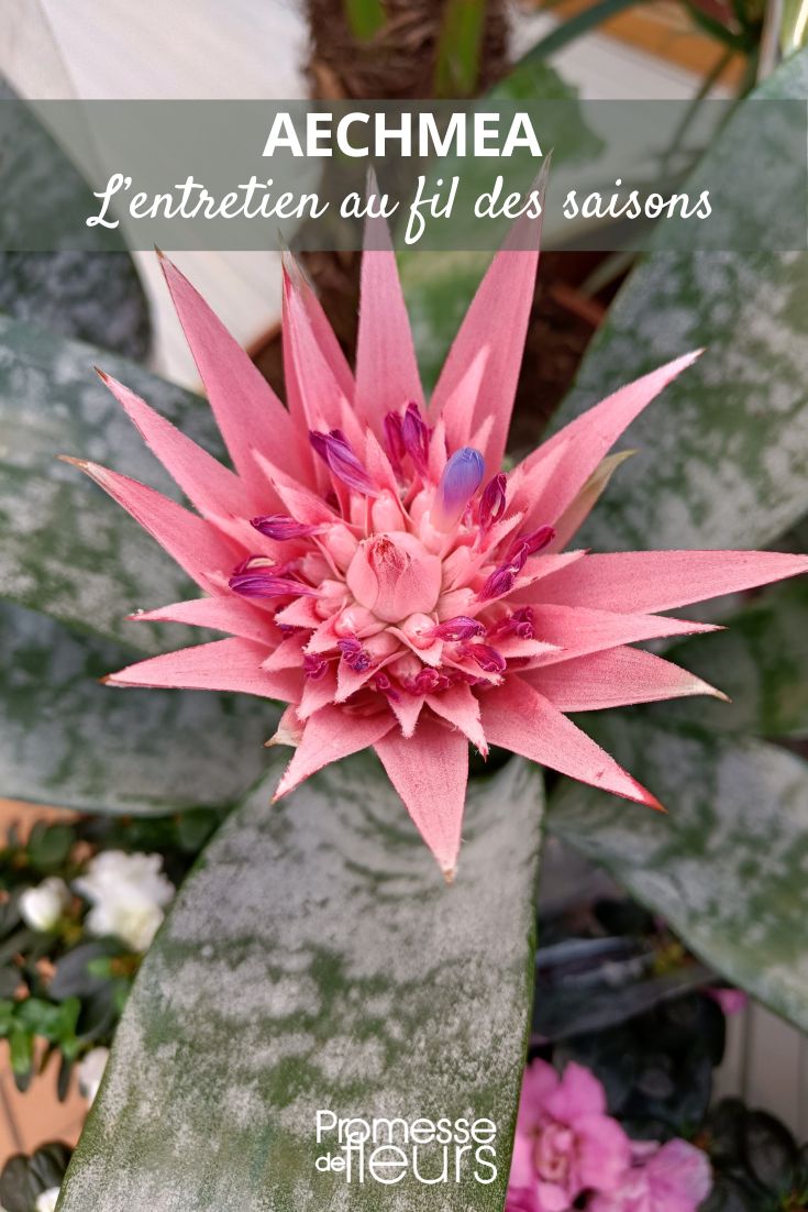 fleur d'Aechmea