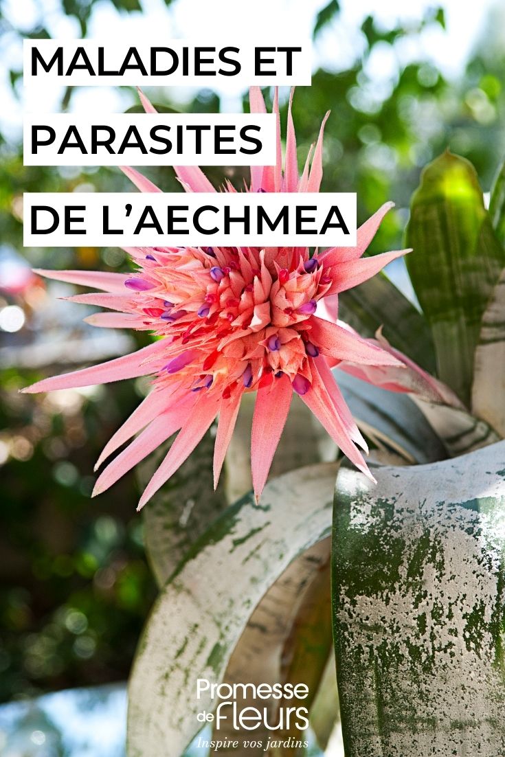 soigner l'Aechmea