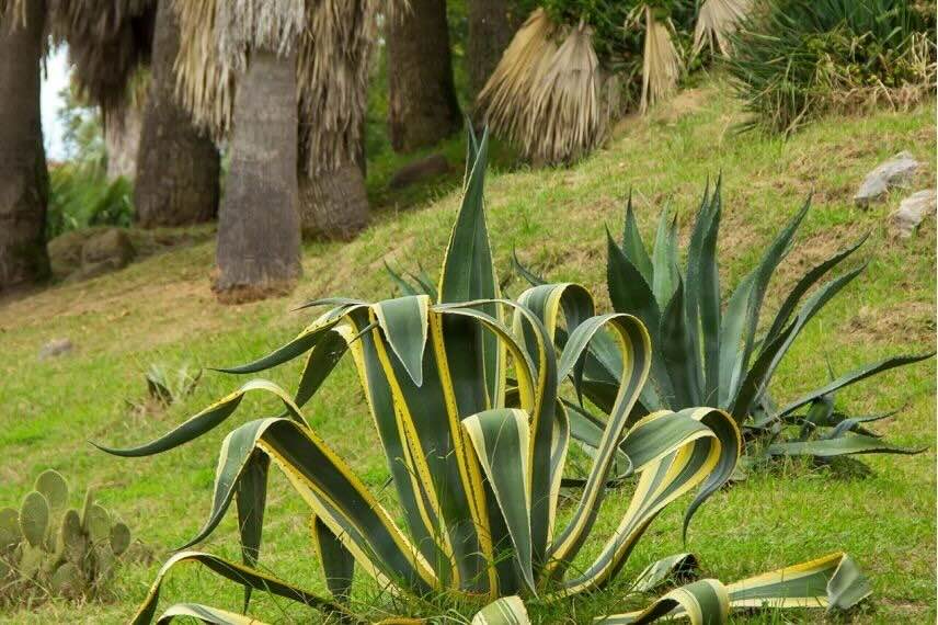 touffe d'agave americana pananché