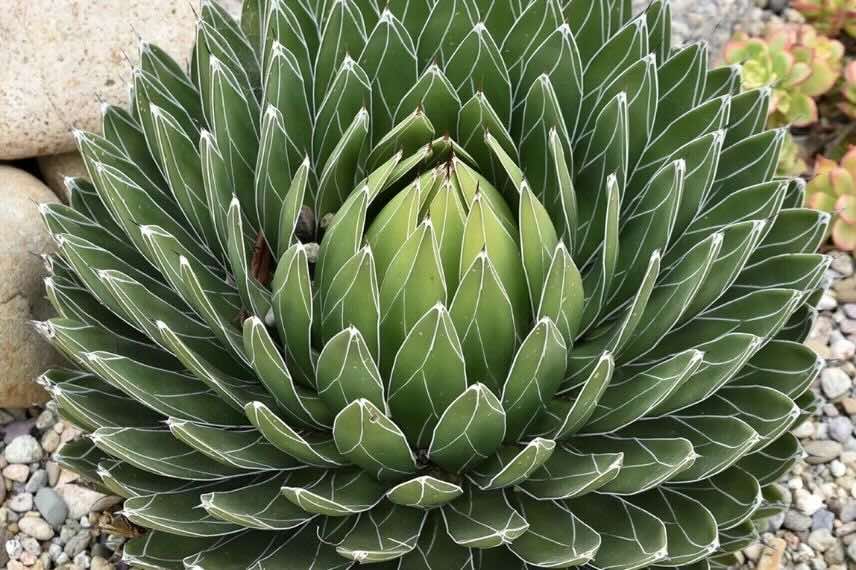 touffe d'Agave victoriae reginae