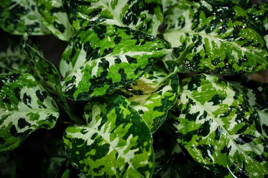 feuilles aglaonema pictum tricolor