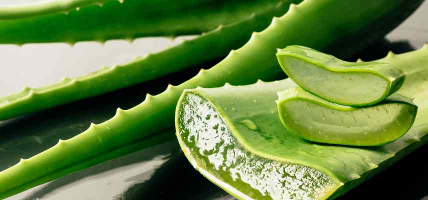 plante effet cheveux gras