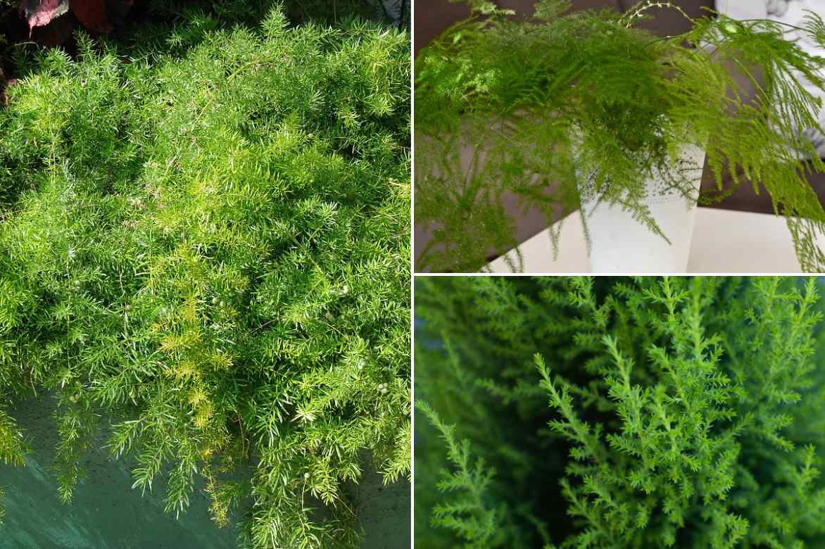 types Asparagus especes varietes