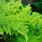 Asparagus d'intérieur : cultiver et entretenir