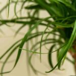 Pied d'éléphant - Beaucarnea : cultiver et entretenir