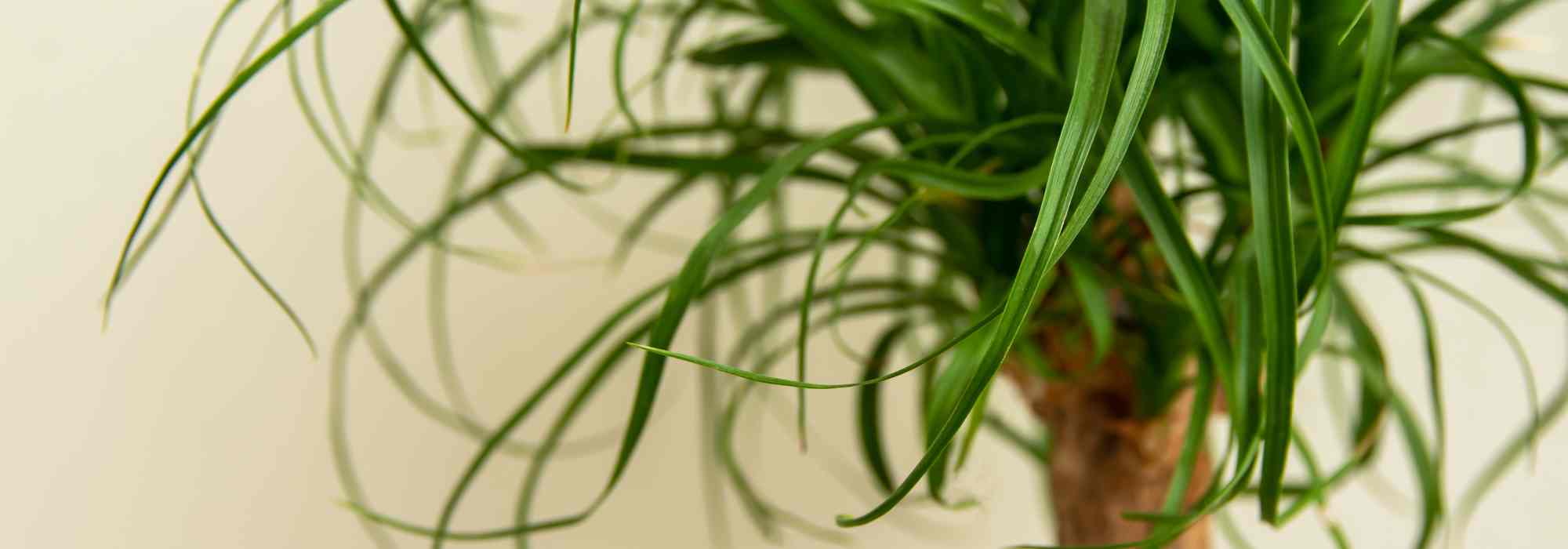 Pied d'éléphant - Beaucarnea : cultiver et entretenir