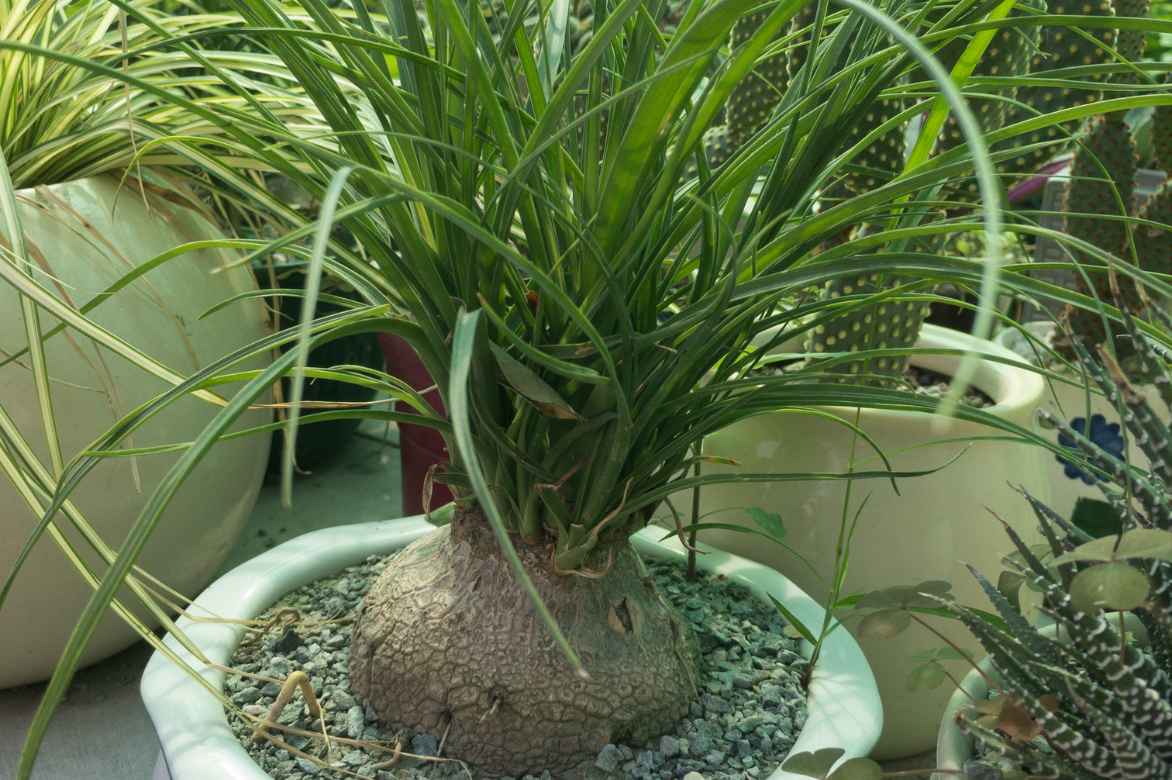 plante interieure pied d elephant